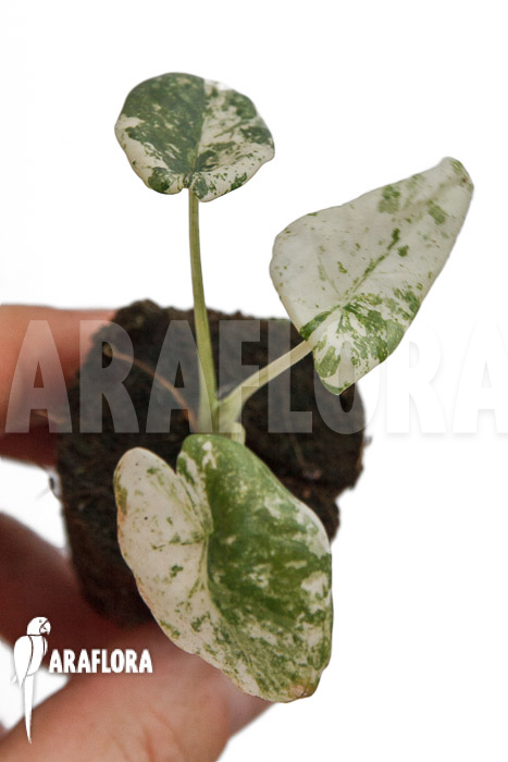 Alocasia odora ‚Batik‘
