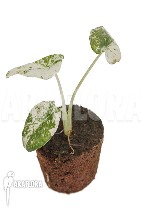 Alocasia odora ‚Batik‘
