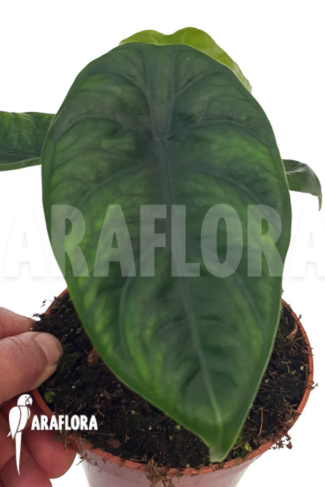 Alocasia puncak borneensis
