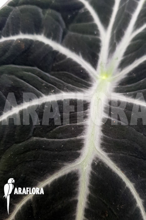 Alocasia reginula ‚Black Velvet‘