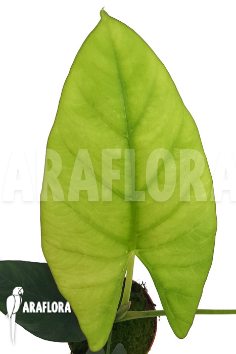 Alocasia scabriuscula