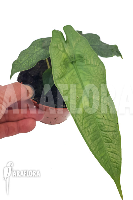 Alocasia sulawesi ‚Green carpet‘