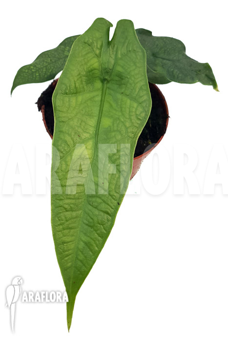 Alocasia sulawesi ‚Green carpet‘