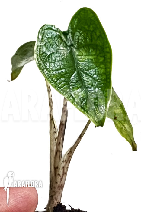 Alocasia zebrina reticulata ‚S‘