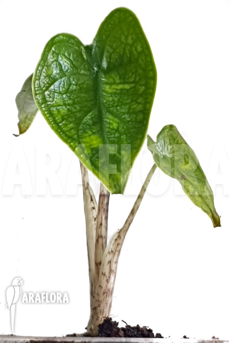 Alocasia zebrina reticulata ‚S‘