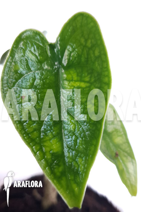 Alocasia zebrina reticulata ‚S‘