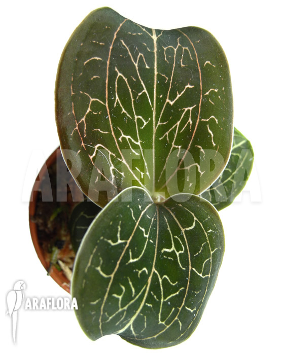 Anoectochilus chapaensis