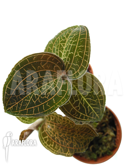 Anoectochilus reinwardtii