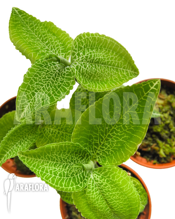 Anoectochilus species Green