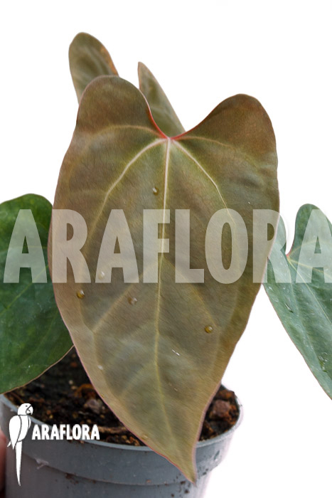 Anthurium Ace of Spades DF x A. papillaminum IL