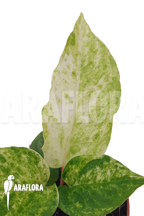 Anthurium bonplandii variegata