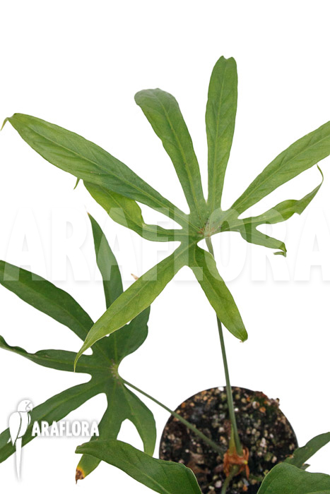 Anthurium pedatoradiatum