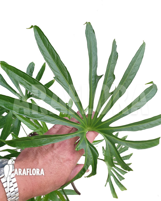 Anthurium pedatoradiatum ‚XL‘