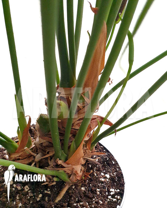 Anthurium pedatoradiatum ‚XL‘