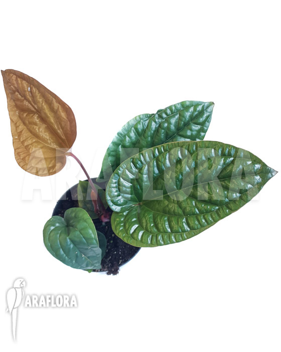 Anthurium friedrichsthalii