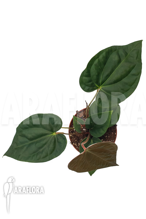 Anthurium regale x luxurians