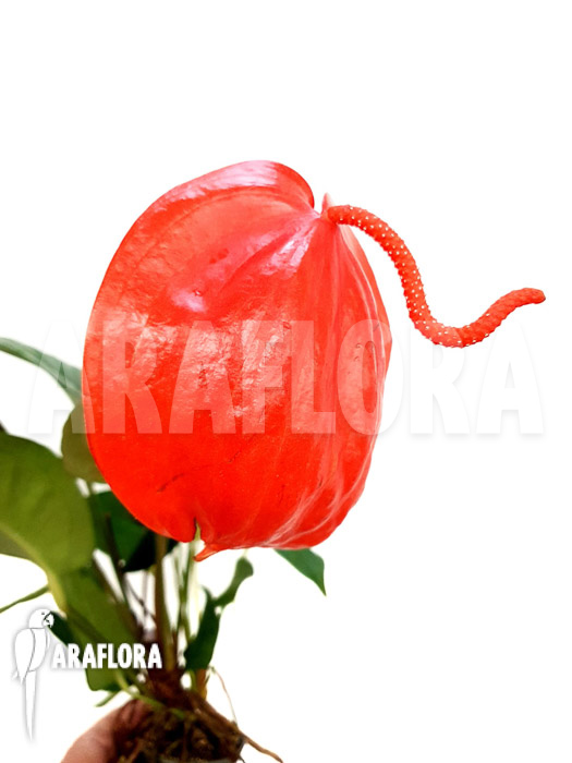 Anthurium scherzerianum ‚Large‘