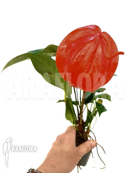 Anthurium scherzerianum ‚Large‘