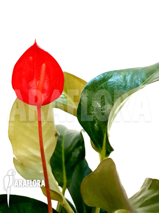 Anthurium scherzerianum ‚Medium‘