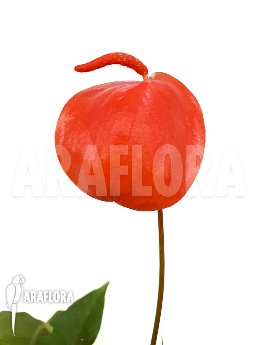 Anthurium scherzerianum ‚Medium‘