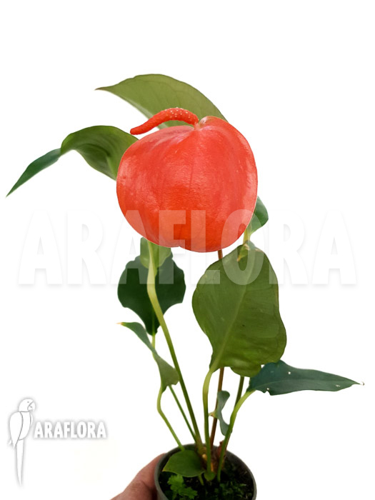 Anthurium scherzerianum ‚Medium‘