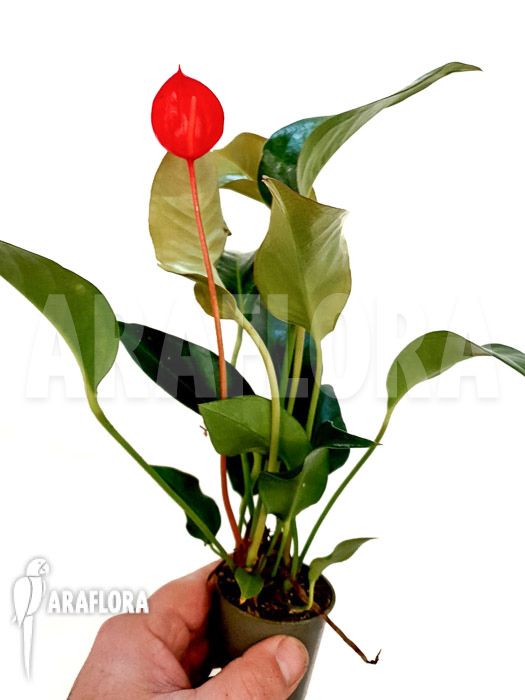 Anthurium scherzerianum ‚Small‘