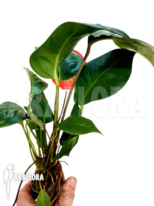 Anthurium scherzerianum ‚Small‘
