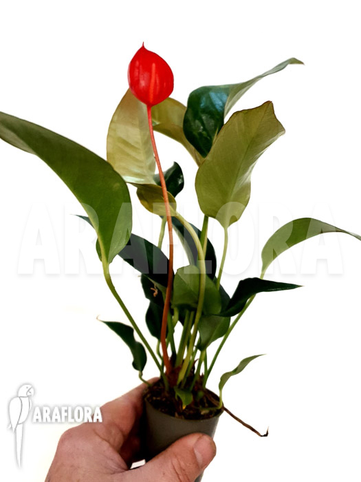 Anthurium scherzerianum ‚Small‘