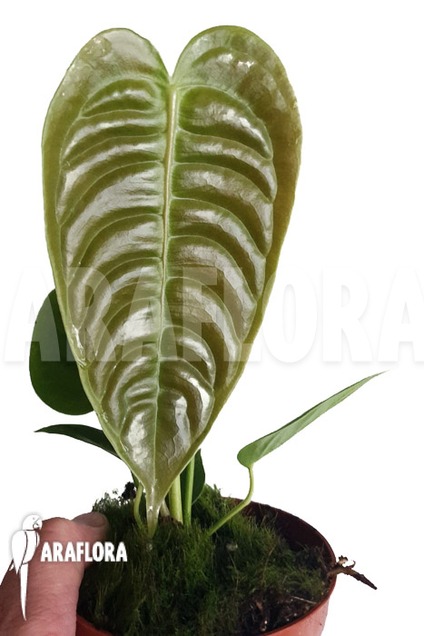 Anthurium veitchii