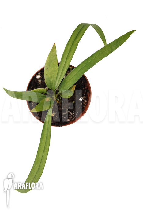 Anthurium vittarifolium typeH ’small‘