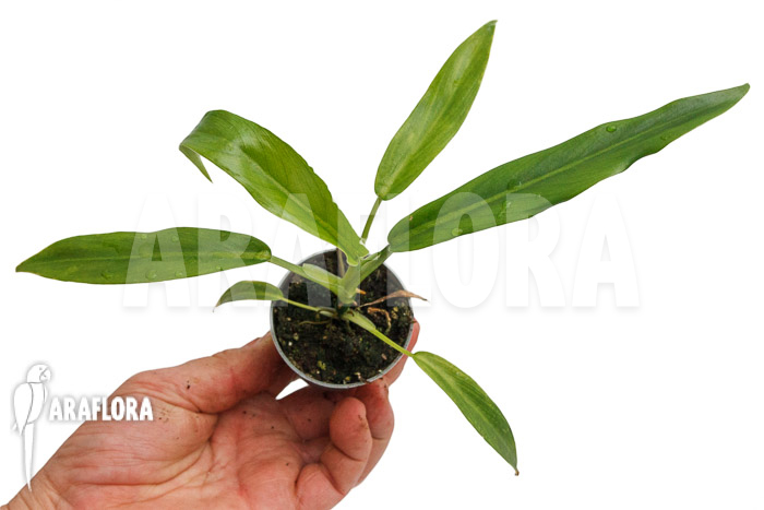 Anthurium vittarifolium typeH ’small‘