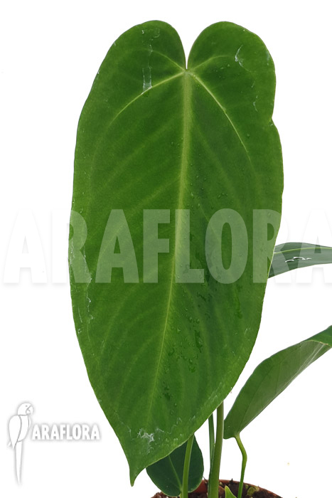 Anthurium waroquianum x waterburyanum