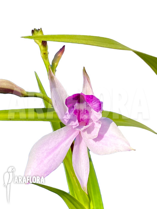 Dendrobium sulcatum