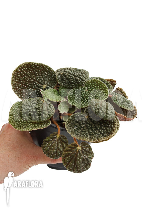 Begonia bullatifolia