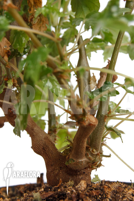 Begonia dregei ssp shepherdii