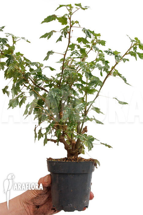 Begonia dregei ssp shepherdii