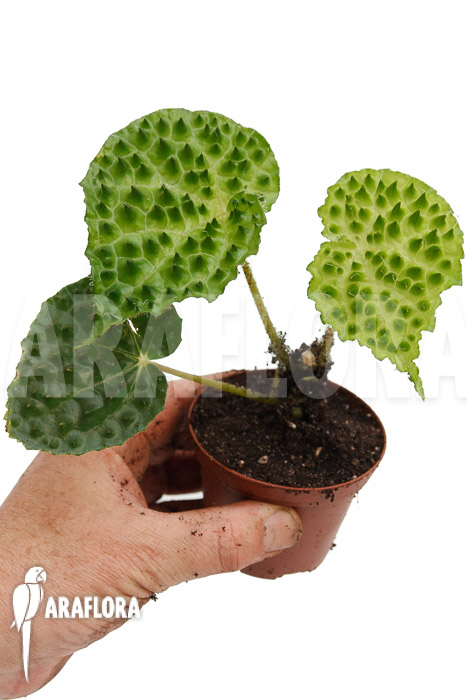 Begonia ferox Green Form  ’starter‘