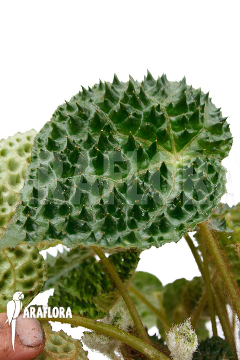 Begonia ferox Green Form  ’starter‘
