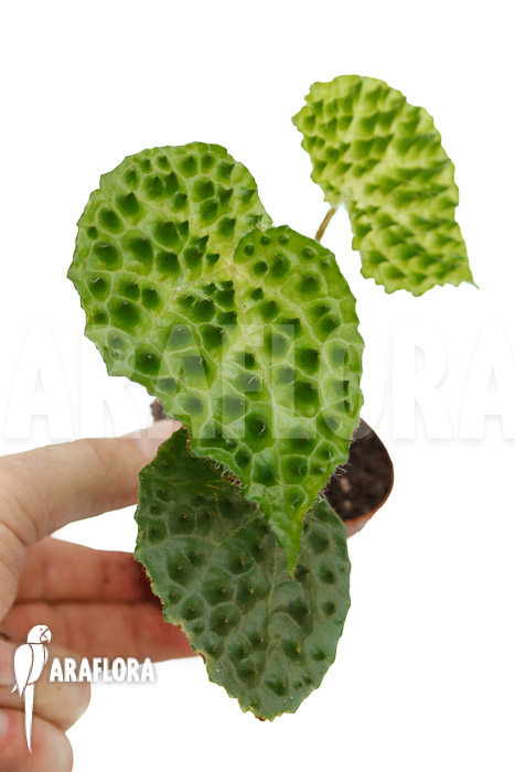Begonia ferox Green Form  ’starter‘
