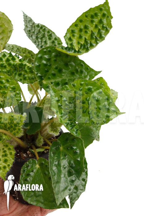 Begonia ferox Green Form  ’starter‘
