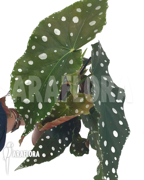 Begonia maculata ‚Mega Dot‘