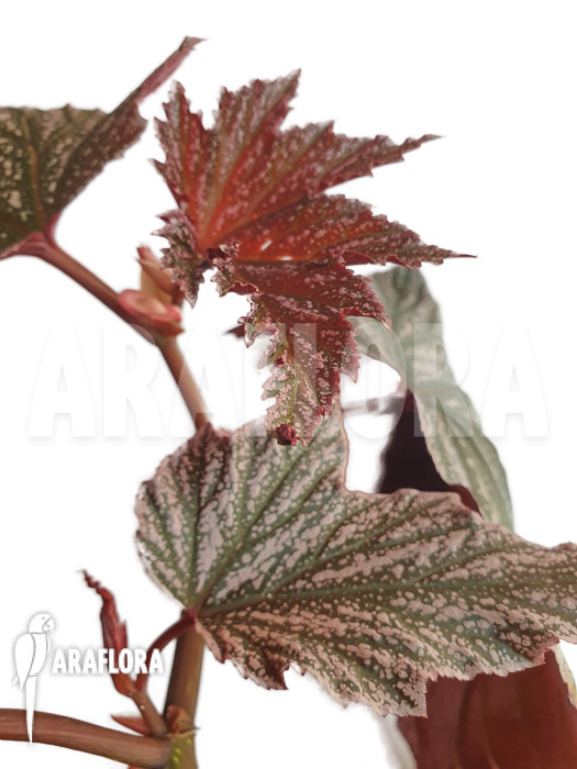 Begonia x ‚Pink minx‘