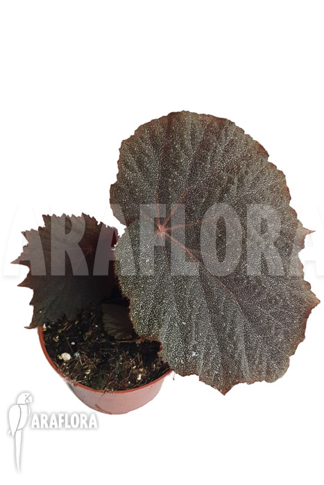 Begonia x ‚Taconite‘