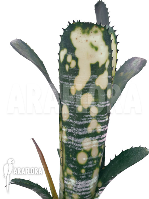 Billbergia clone AB02