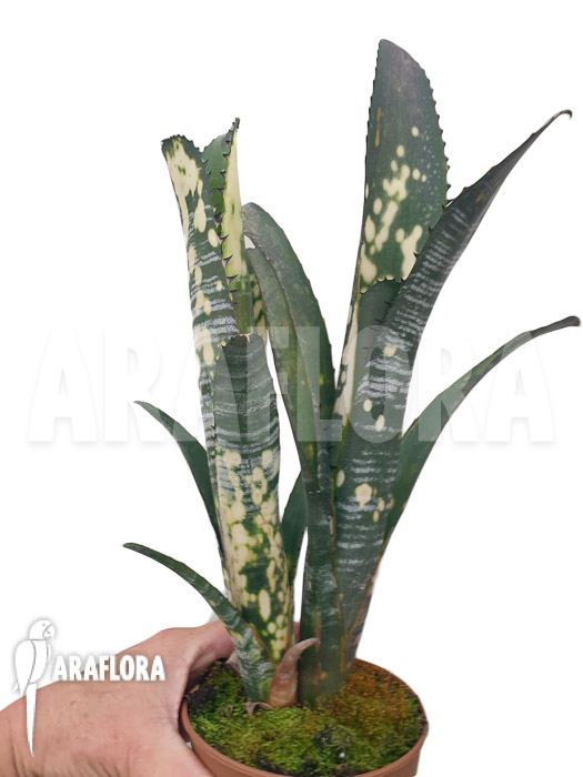 Billbergia clone AB02
