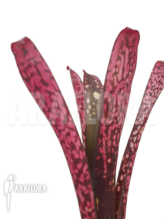 Billbergia clone AB04