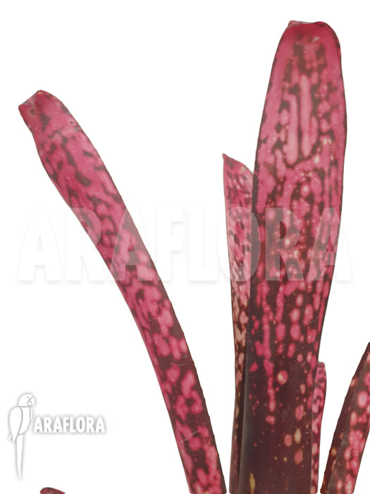 Billbergia clone AB04