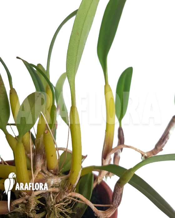 Bulbophyllum ambrosia