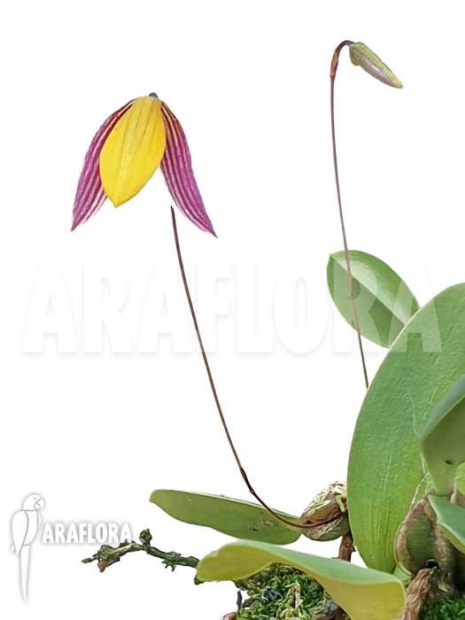 Bulbophyllum bolsteri ‚S‘