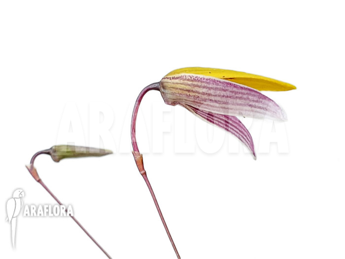 Bulbophyllum bolsteri ‚S‘